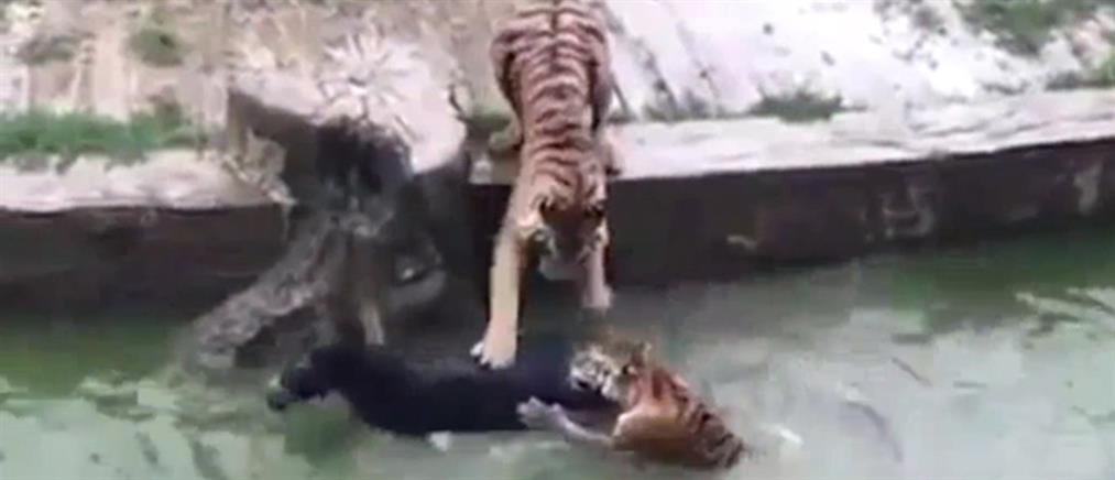 Σοκ: πετάνε ζωντανό γαϊδουράκι σε πεινασμένες τίγρεις (βίντεο)