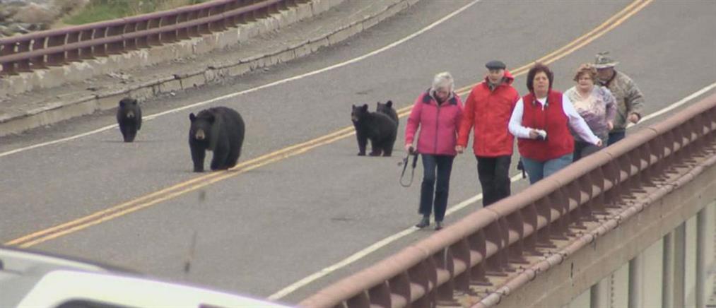 ΗΠΑ: Αρκούδες κυνήγησαν τουρίστες σε Εθνικό Πάρκο (βίντεο)