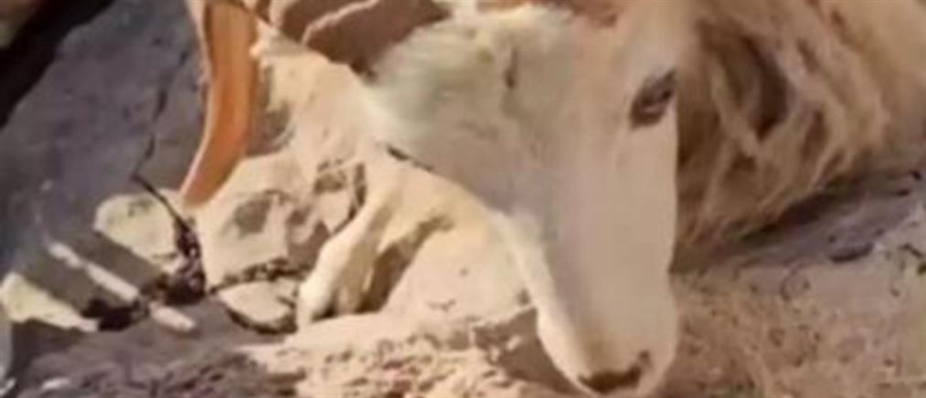Μάκρη: Άφησαν κοπάδι σε βραχονησίδα χωρίς νερό και τροφή - Πέθαναν δεκάδες ζώα (βίντεο)