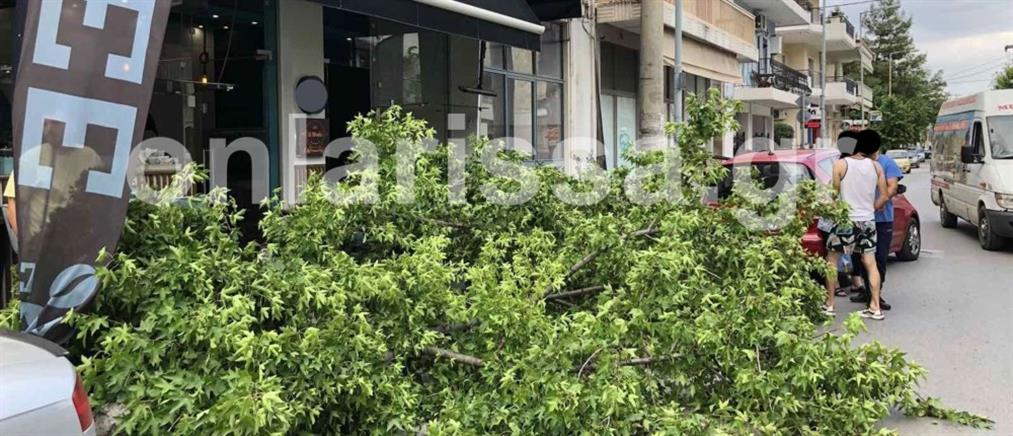 Λάρισα: Δέντρο έπεσε στην είσοδο καφετέριας (εικόνες)