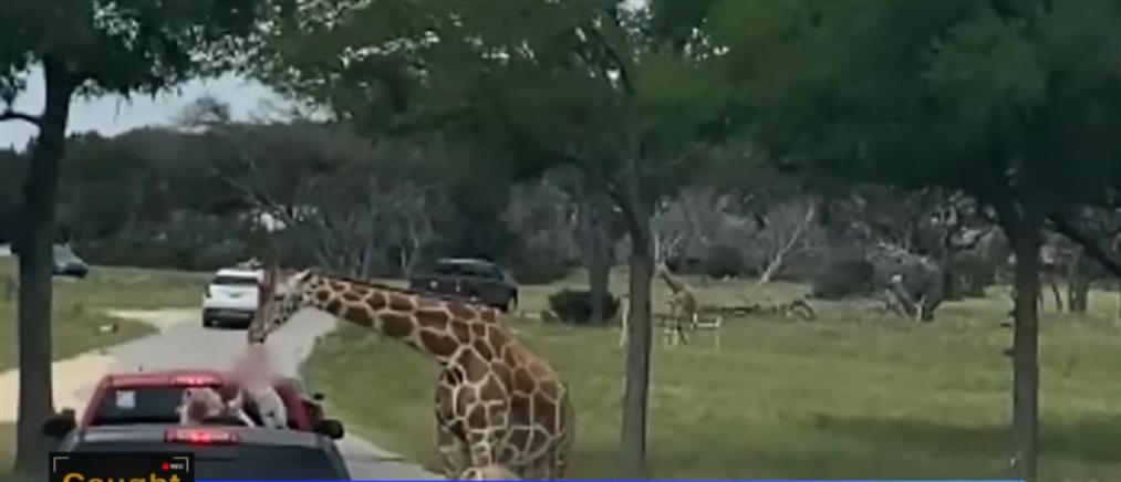 Τέξας: Καμηλοπάρδαλη άρπαξε κοριτσάκι από ανοιχτό αυτοκίνητο (βίντεο)
