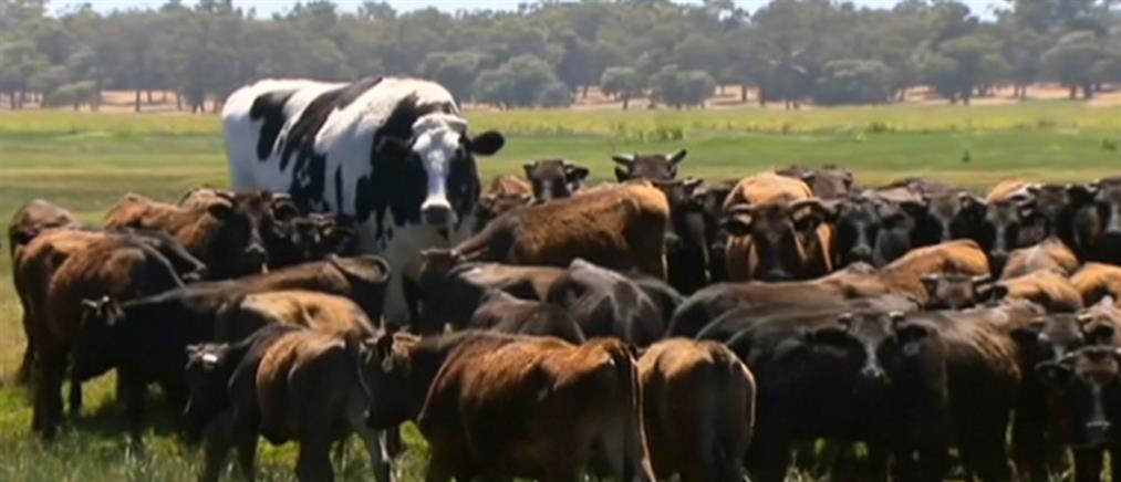 Σώθηκε λόγω.. μεγέθους η αγελάδα – γίγας (βίντεο)