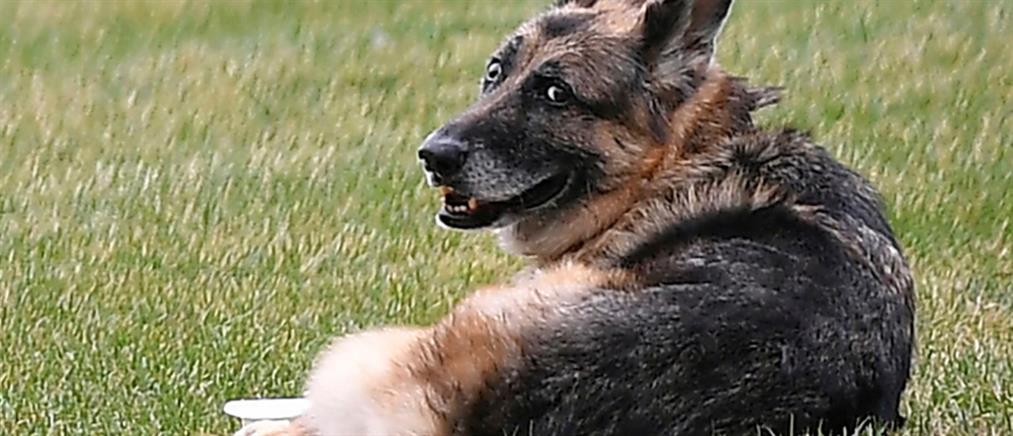 Τζο και Τζιλ Μπάιντεν: Πέθανε ο σκύλος τους Τσαμπ (εικόνες)