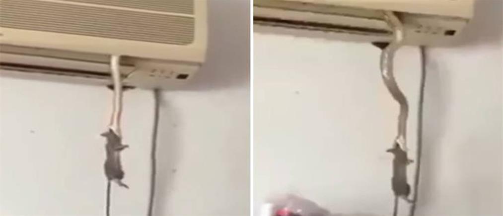 Η ανελέητη μάχη φιδιού και ποντικιού σε κλιματιστικό σπιτιού! (βίντεο)