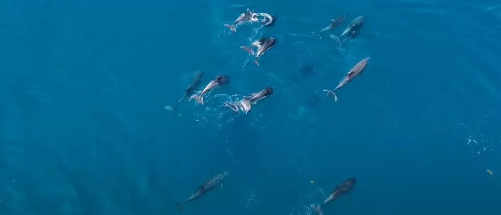 Θεολόγος: δελφίνια προσφέρουν μοναδικό θέαμα (βίντεο)