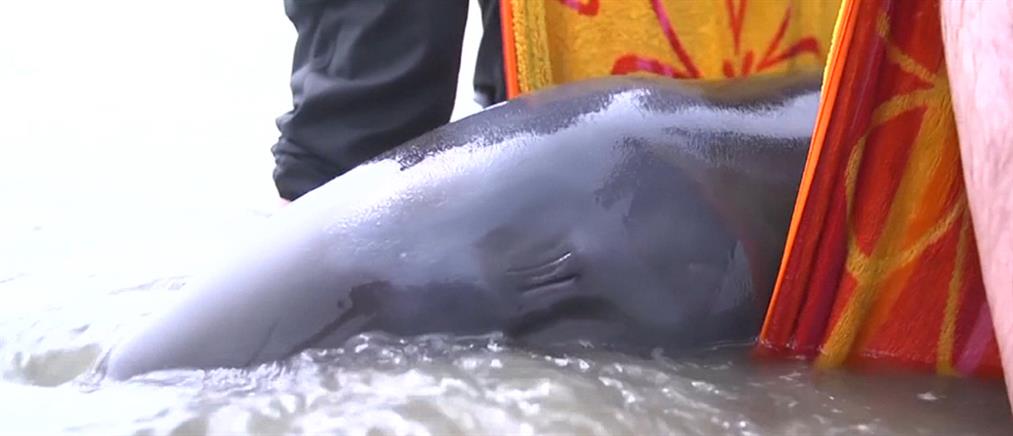 Διάσωση νεογέννητης φάλαινας στον Καναδά