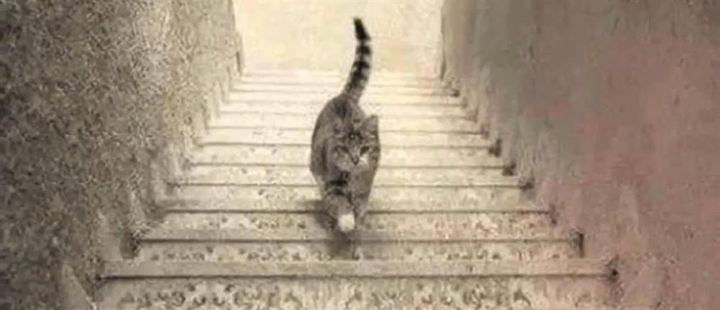 «Πόλεμος» στo ίντερνετ για τη γάτα στα σκαλοπάτια!