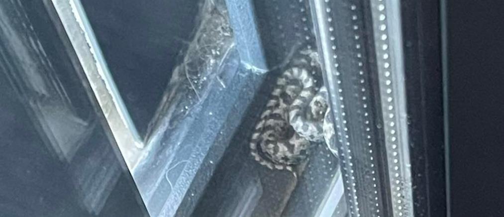 Βόλος: Βρήκαν φίδι στο παράθυρο παιδικού δωματίου!