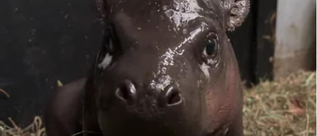 ΗΠΑ: σπάνιος πυγμαίος ιπποπόταμος γεννήθηκε σε ζωολογικό κήπο (βίντεο)