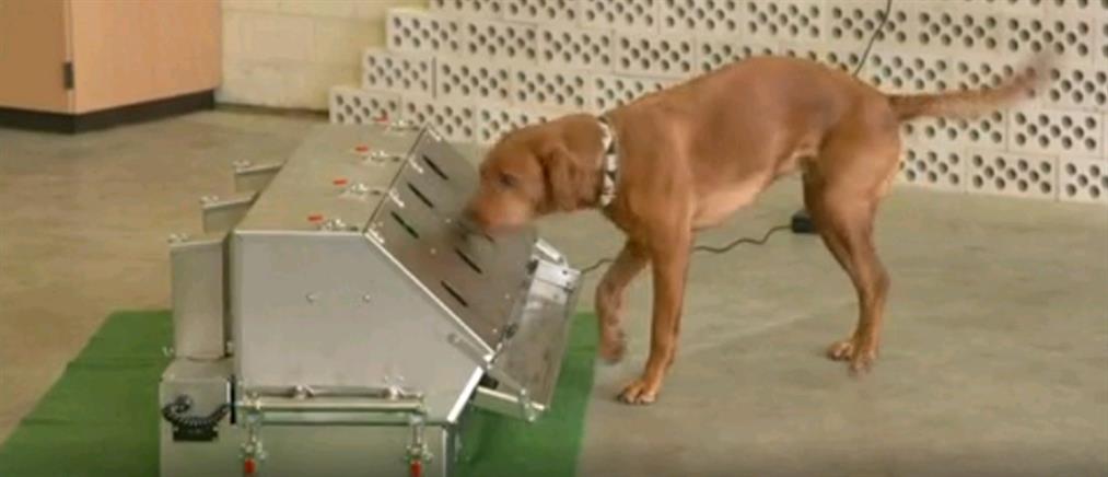 Σκύλοι μαθαίνουν να μυρίζουν τον κορονοϊό (βίντεο)