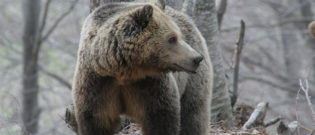 Οι αρκούδες ξύπνησαν στο Νυμφαίο και περιμένουν επισκέπτες