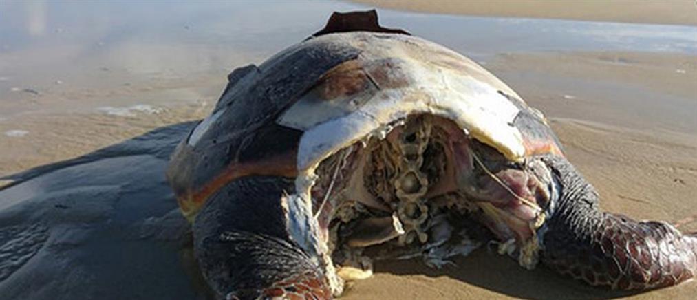 Κτηνωδία στη Νάξο: αποκεφάλισαν 10 θαλάσσιες χελώνες
