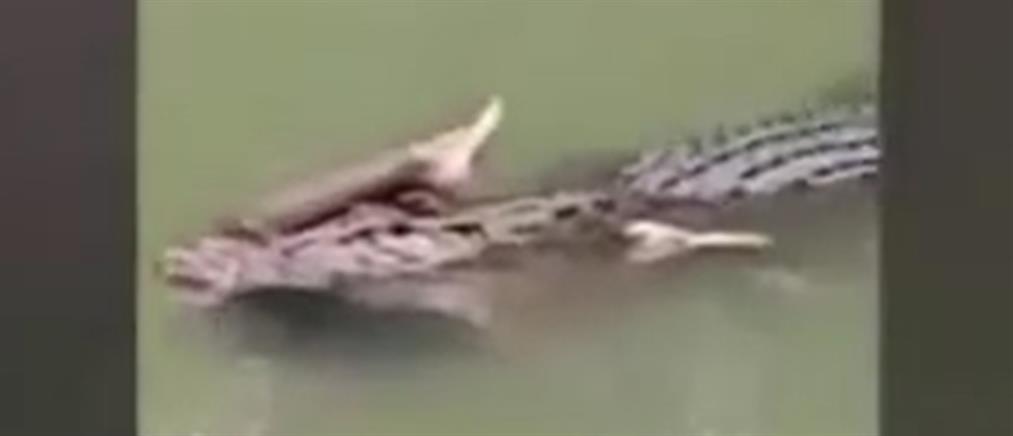 Βίντεο – σοκ: Κροκόδειλος κολυμπά με ανθρώπινο πόδι στα σαγόνια του