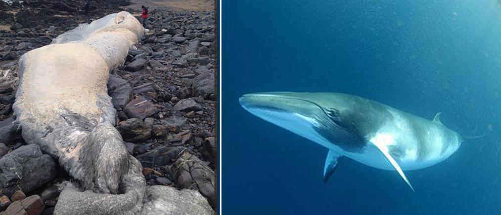 Σπάνια φάλαινα πάνω από 18 μέτρα ξεβράστηκε στην ακτή