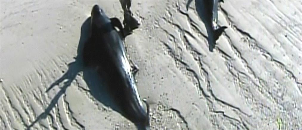 Δεκάδες φάλαινες ξεβράστηκαν στη Φλόριντα