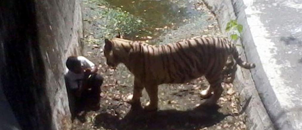 Καρέ-καρέ η φονική επίθεση της λευκής τίγρης στο Νέο Δελχί