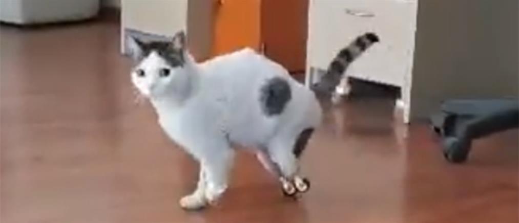 Λαμία: Γάτος απέκτησε τεχνητά πόδια και κάνει τα πρώτα του βήματα (βίντεο)