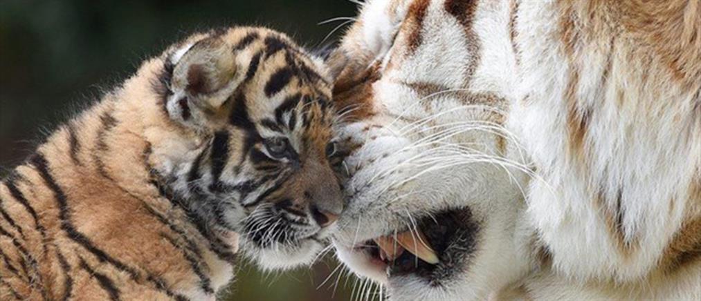 Κινδυνεύουν με εξαφάνιση οι τελευταίες τίγρεις του κόσμου
