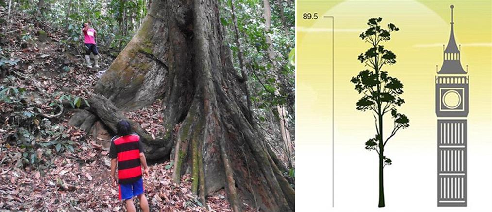 Το ψηλότερο δέντρο στον κόσμο (φωτό)