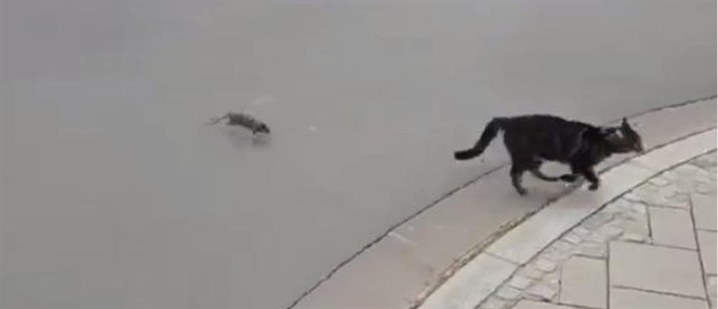 Το απίστευτο bullying ποντικού σε γάτα! (βίντεο)