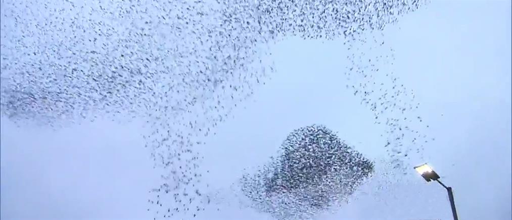 «Εισβολή» χιλιάδων πουλιών σε χωριό στην Αγγλία