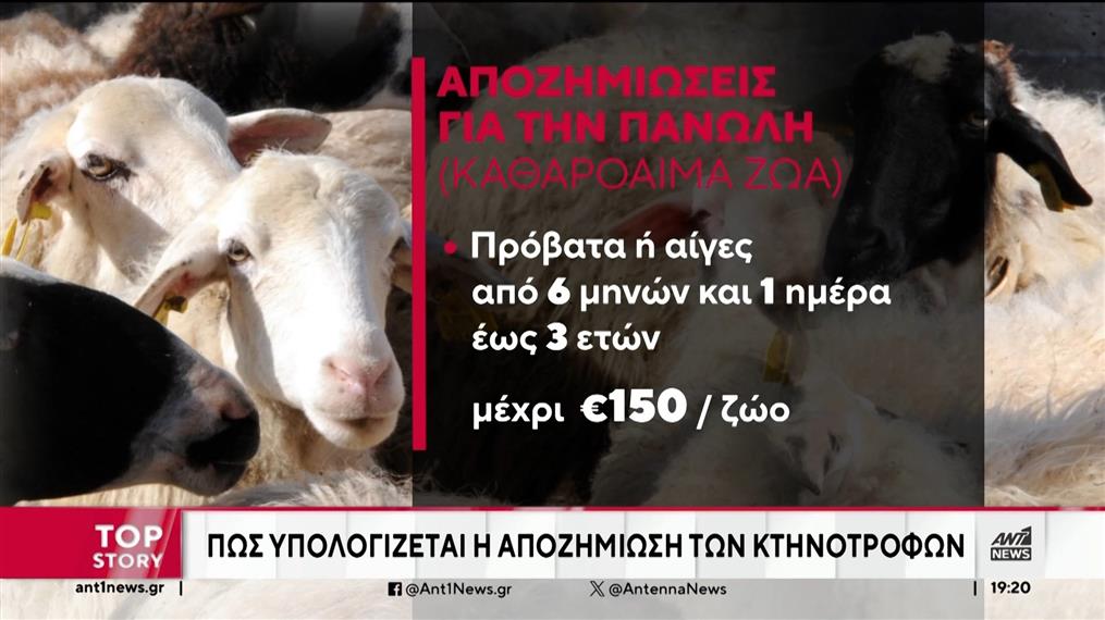 Πανώλη - Θεσσαλία: Θανατώθηκαν 350 πρόβατα