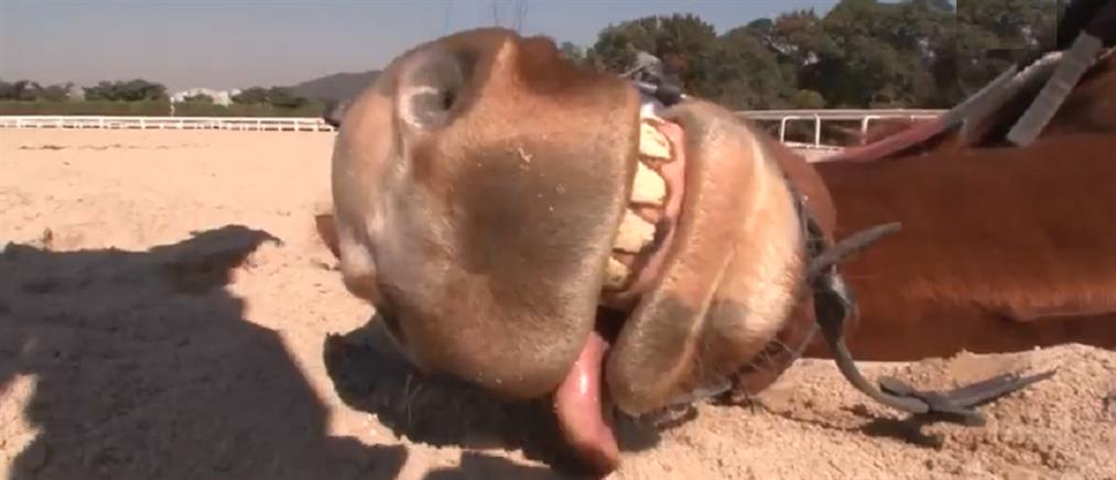 Άλογο παριστάνει το πεθαμένο για να μην το ιππεύσουν (βίντεο)