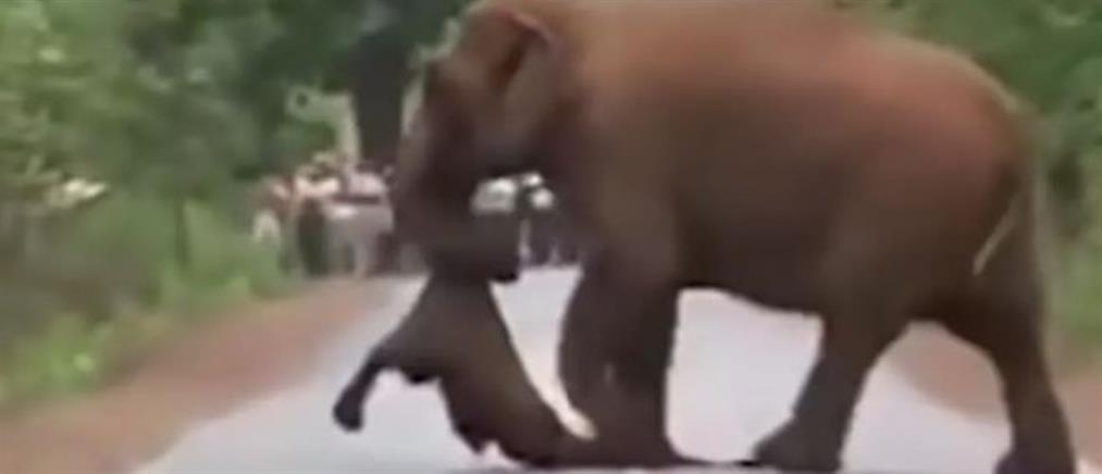 Ελέφαντες θρηνούν τους νεκρούς τους όπως οι άνθρωποι (βίντεο)