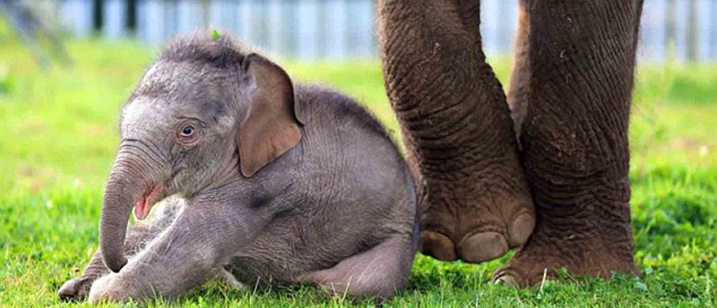 Νεογέννητο ελεφαντάκι κάνει τα πρώτα του βήματα