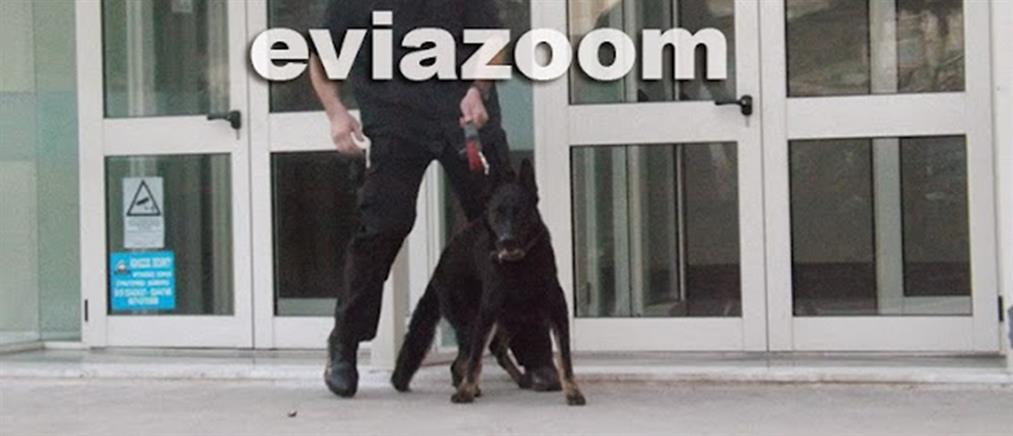 Ναρκωτικά - Χαλκίδα: Αστυνομικός σκύλος εντόπισε κάνναβη σε σπίτι (εικόνες)