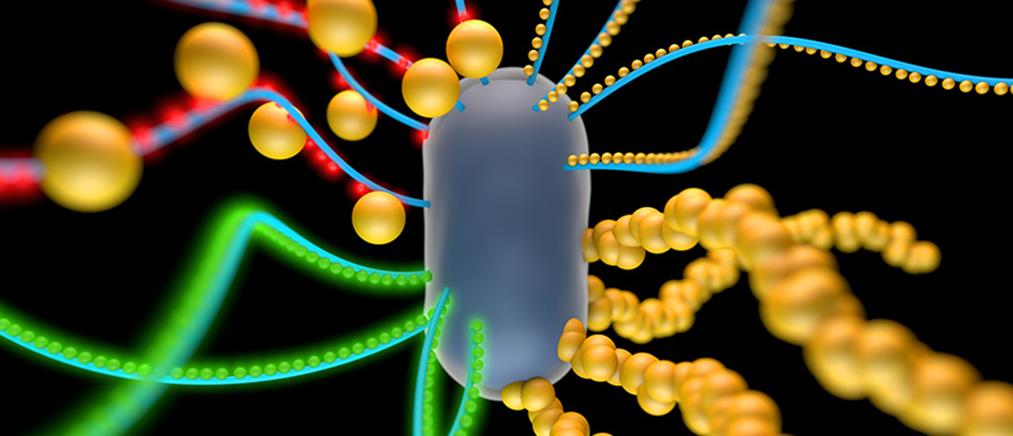 Ανακαλύφθηκαν τα πρώτα βακτήρια που προστατεύουν από καρκίνο!