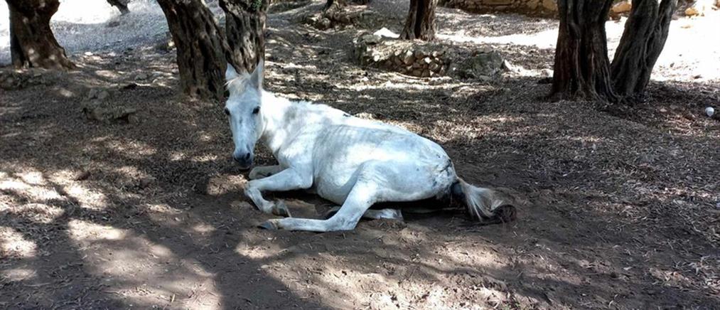Λέσβος: Εγκατέλειψαν άλογο άρρωστο και μισοπεθαμένο