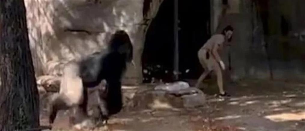 Τέξας: Γορίλας επιτέθηκε σε φύλακες ζωολογικού κήπου (βίντεο)