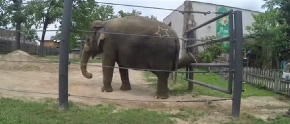 Ελέφαντες με αρθρίτιδα κάνουν γιόγκα (βίντεο)