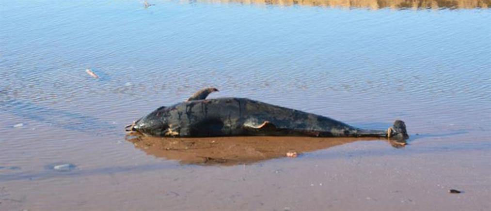 Και δεύτερο δελφίνι νεκρό σε λιγότερο από ένα μήνα στο Λαγκούβαρδο (φωτό)