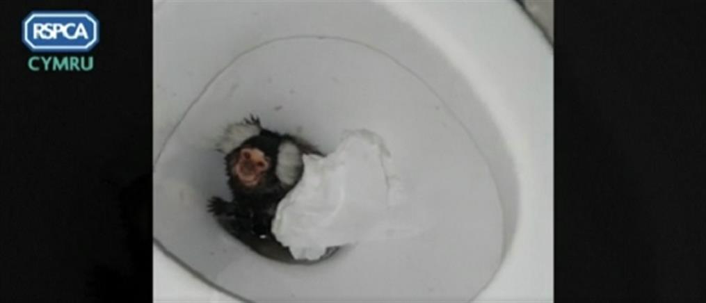 Βίντεο: έβαλε τη μαϊμού στη λεκάνη της τουαλέτας, της έδωσε κοκαΐνη και τράβηξε το καζανάκι