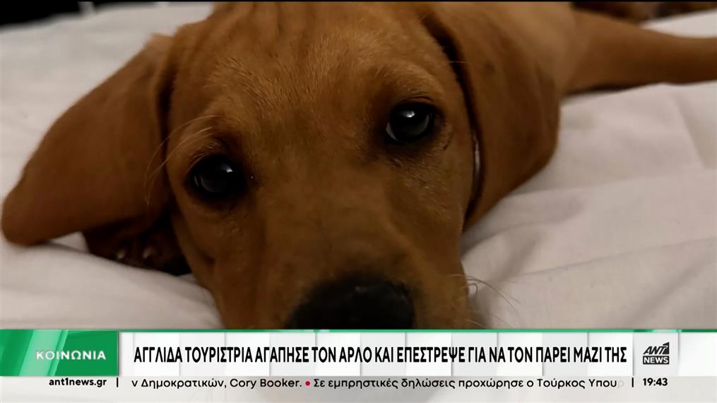 Τουρίστρια αγάπησε σκύλο που βρήκε στην Ελλάδα και τον πήρε μαζί της στη χώρα της
