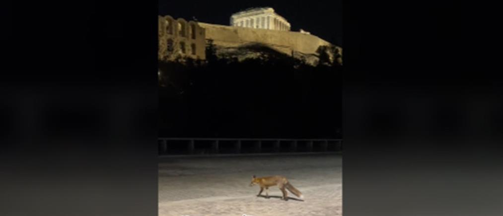 Ακρόπολη: αλεπού έκανε βόλτα στη... Διονυσίου Αεροπαγίτου (βίντεο)