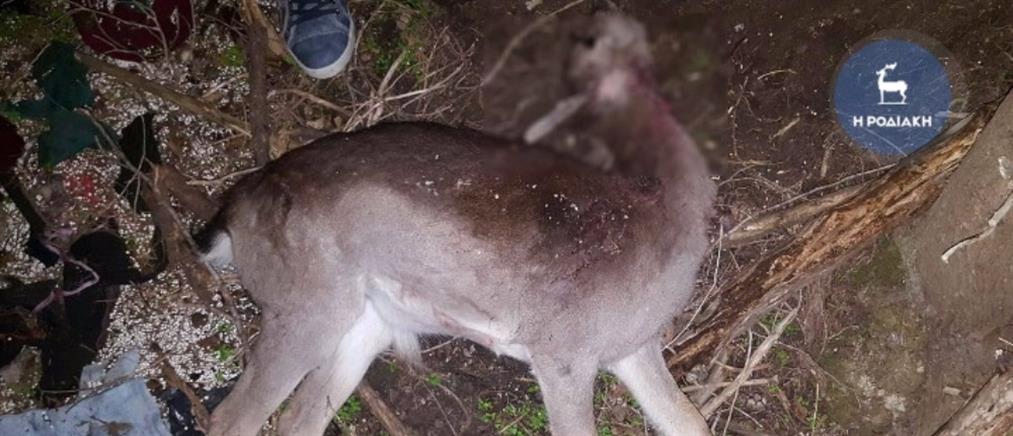 Οργή για τον κυνηγό που σκότωσε 14 ελάφια στη Ρόδο (φωτογραφίες)