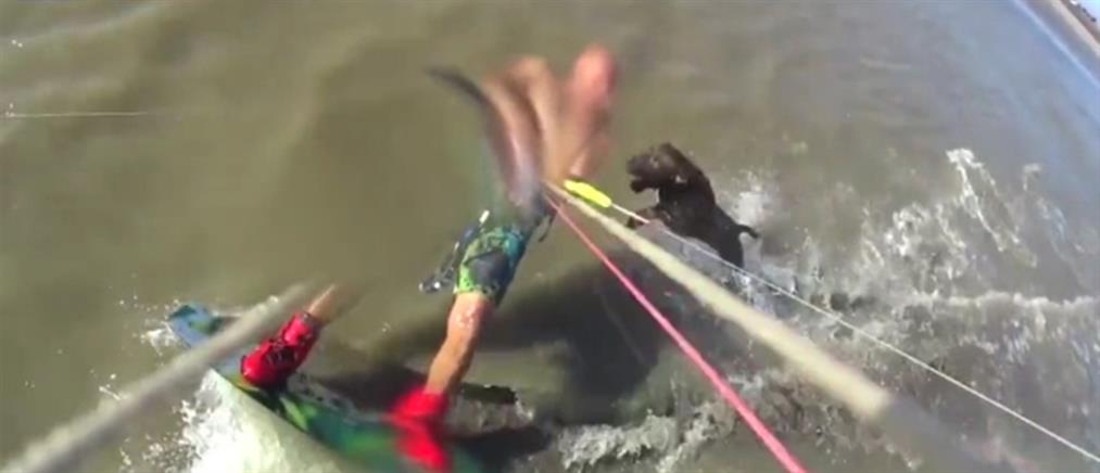Απίστευτο βίντεο: σκύλος επιτίθεται σε kitesurfer!