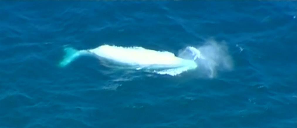 Σπάνια λευκή φάλαινα τράβηξε το ενδιαφέρον των επιστημόνων (βίντεο)