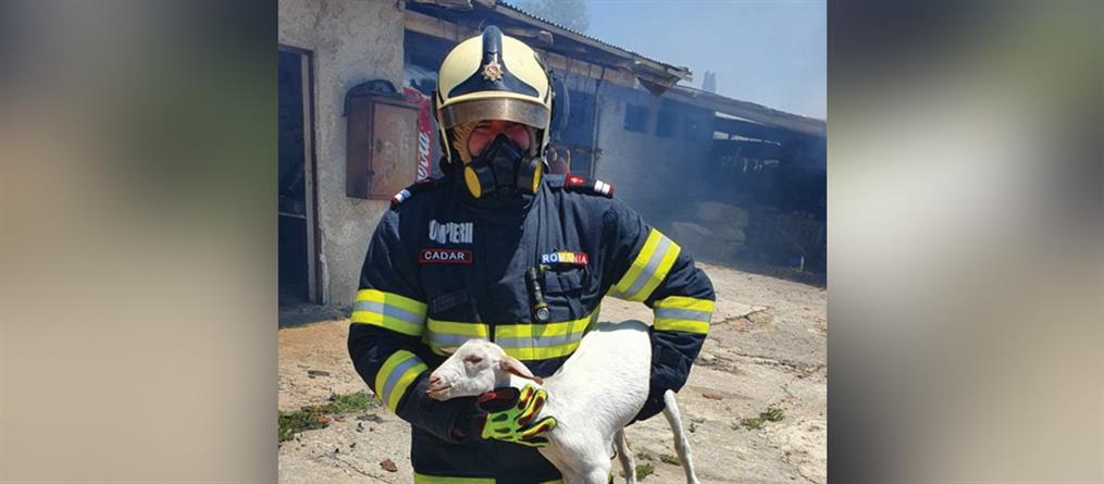 Φωτιά στο Σχηματάρι: Ρουμάνος πυροσβέστης έσωσε μικρό πρόβατο (εικόνες)