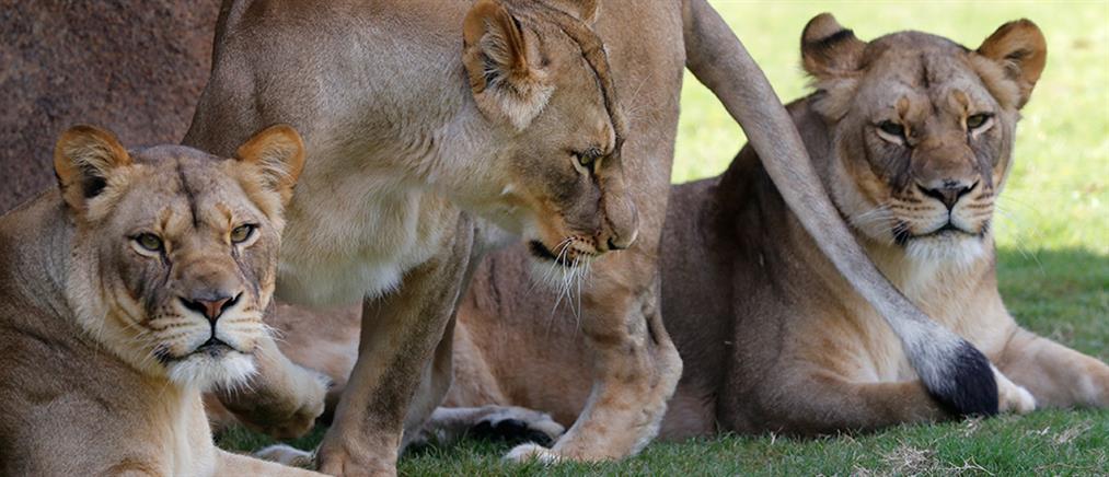 Κορονοϊός: λιοντάρια νόσησαν σε ζωολογικό κήπο