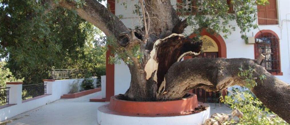 Κατέρρευσε υπεραιωνόβιο δέντρο - Από θαύμα γλίτωσε ναός (εικόνες)