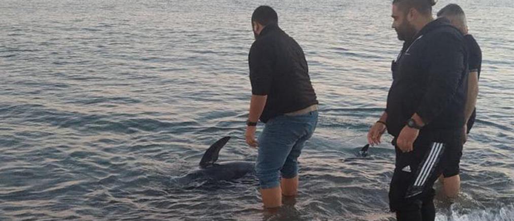 Ρέθυμνο: Μικρή φάλαινα βρέθηκε σε παραλία του νησιού (εικόνες)