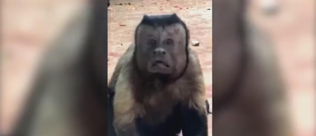 Viral η μαϊμού με το ανθρώπινο πρόσωπο! (βίντεο)