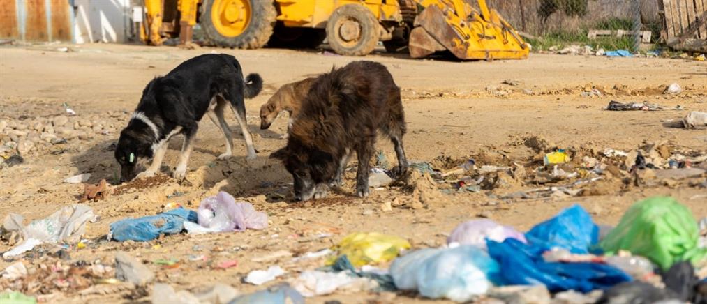 Ξάνθη: Καταγγελία ότι εκατοντάδες σκυλιά ζουν σε χωματερή (βίντεο)