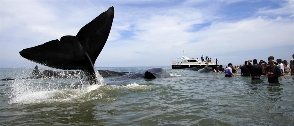 Δώδεκα φάλαινες ξεβράστηκαν στα ρηχά της Σουμάτρας (βίντεο)