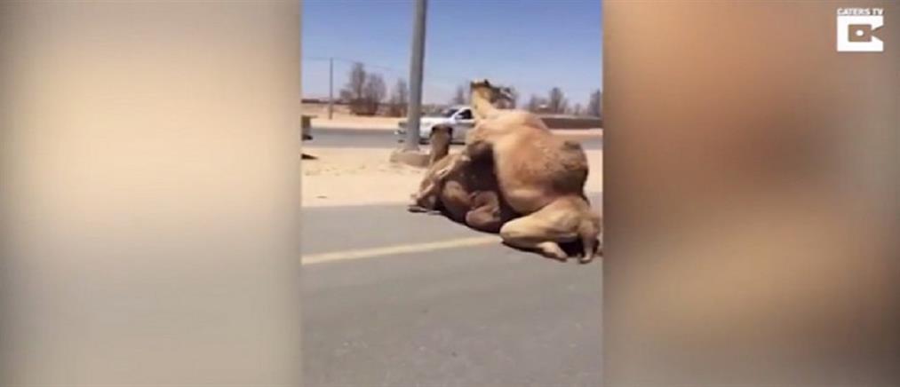 Καμήλες κάνουν σεξ στη μέση του δρόμου και προκαλούν απίστευτο μποτιλιάρισμα (βίντεο)