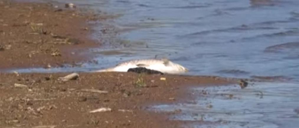 Κερκίνη: Νεκρά ψάρια στη λίμνη (βίντεο)